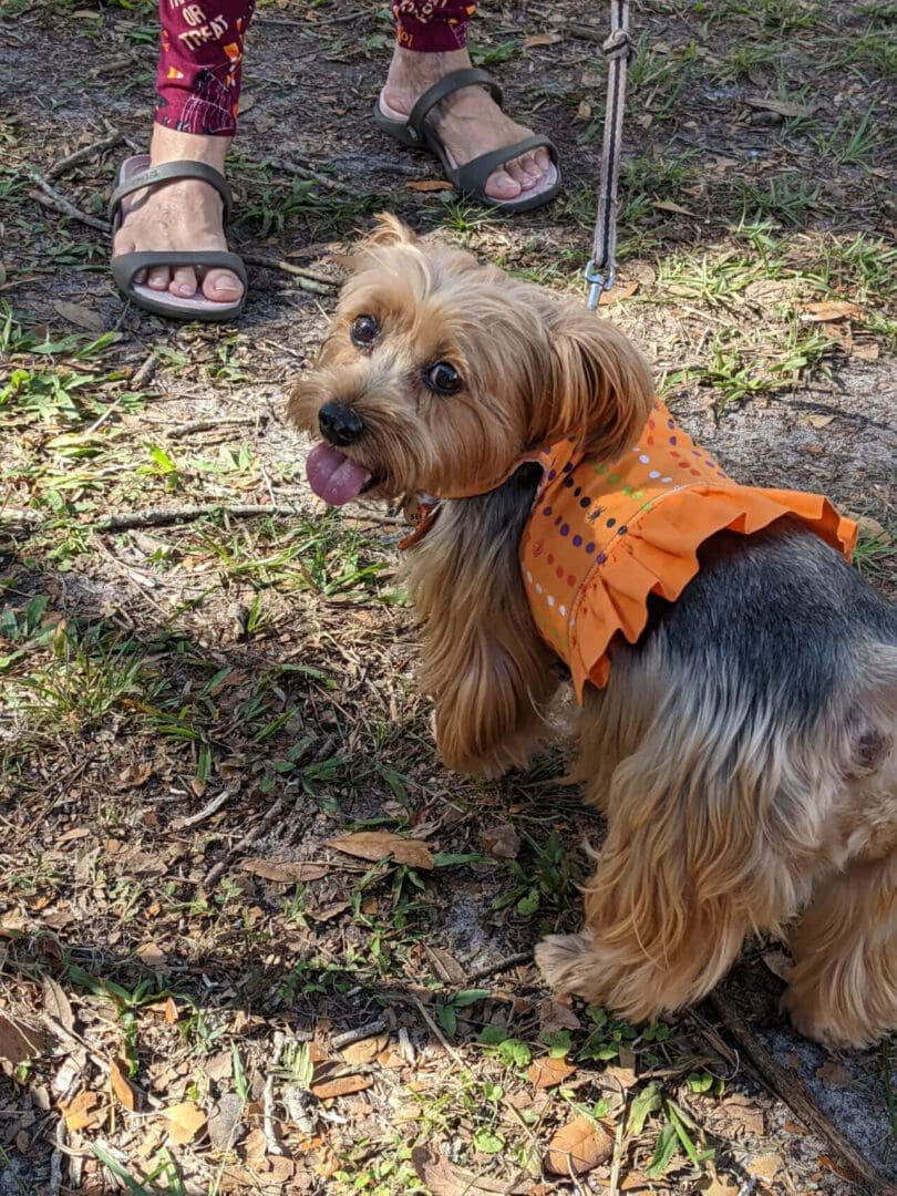 A dog with an orange bandana on its neck.