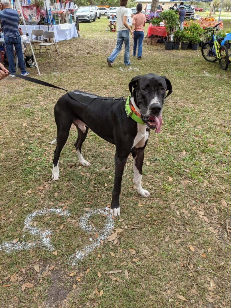 A black and white dog with green collar standing in grass.