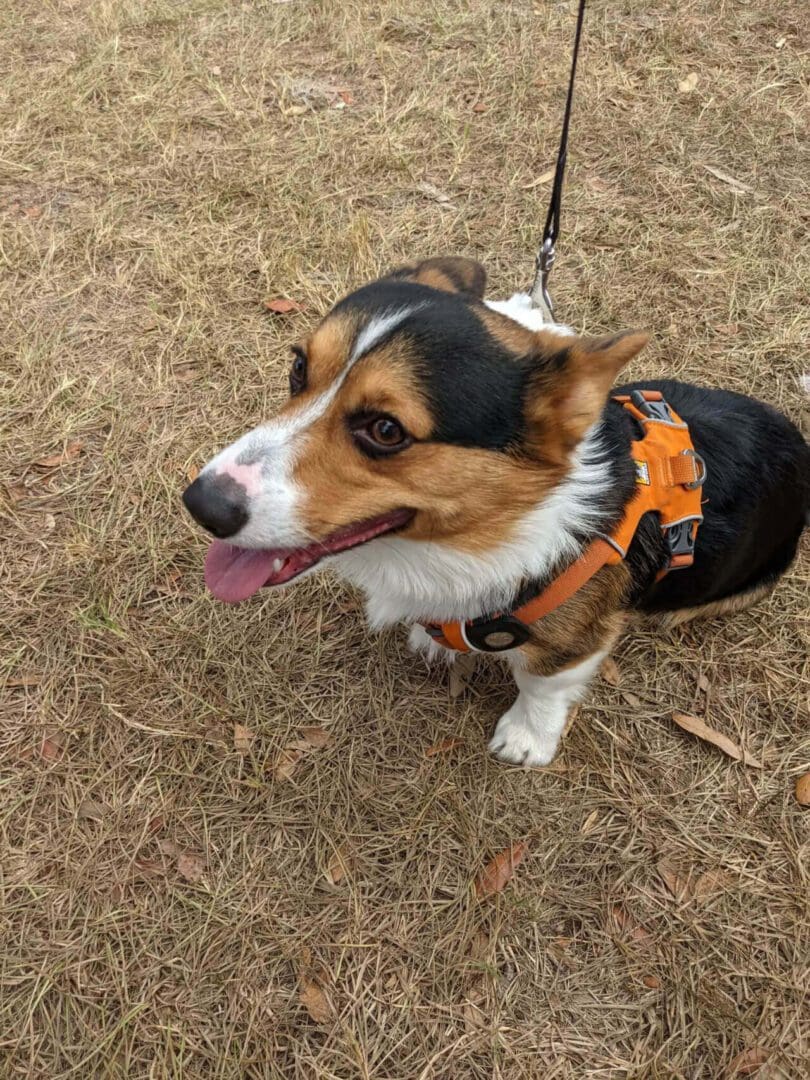 A dog with a harness on is standing in the grass.