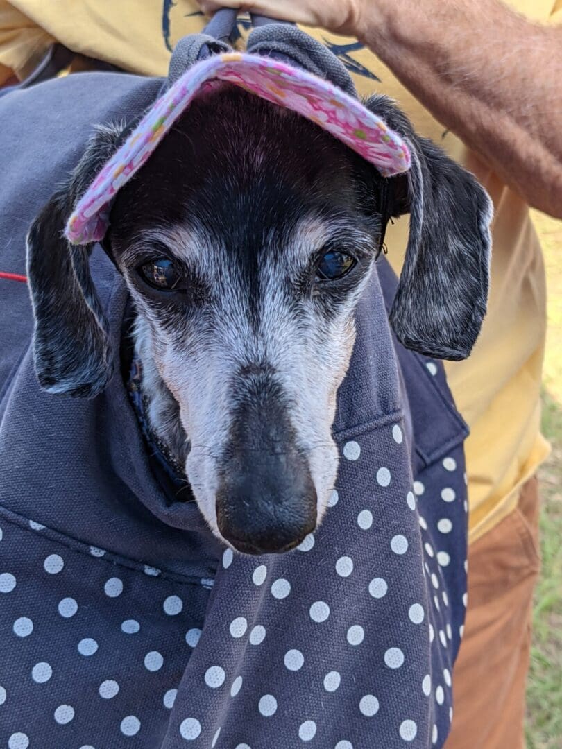 A dog with a hood on its head