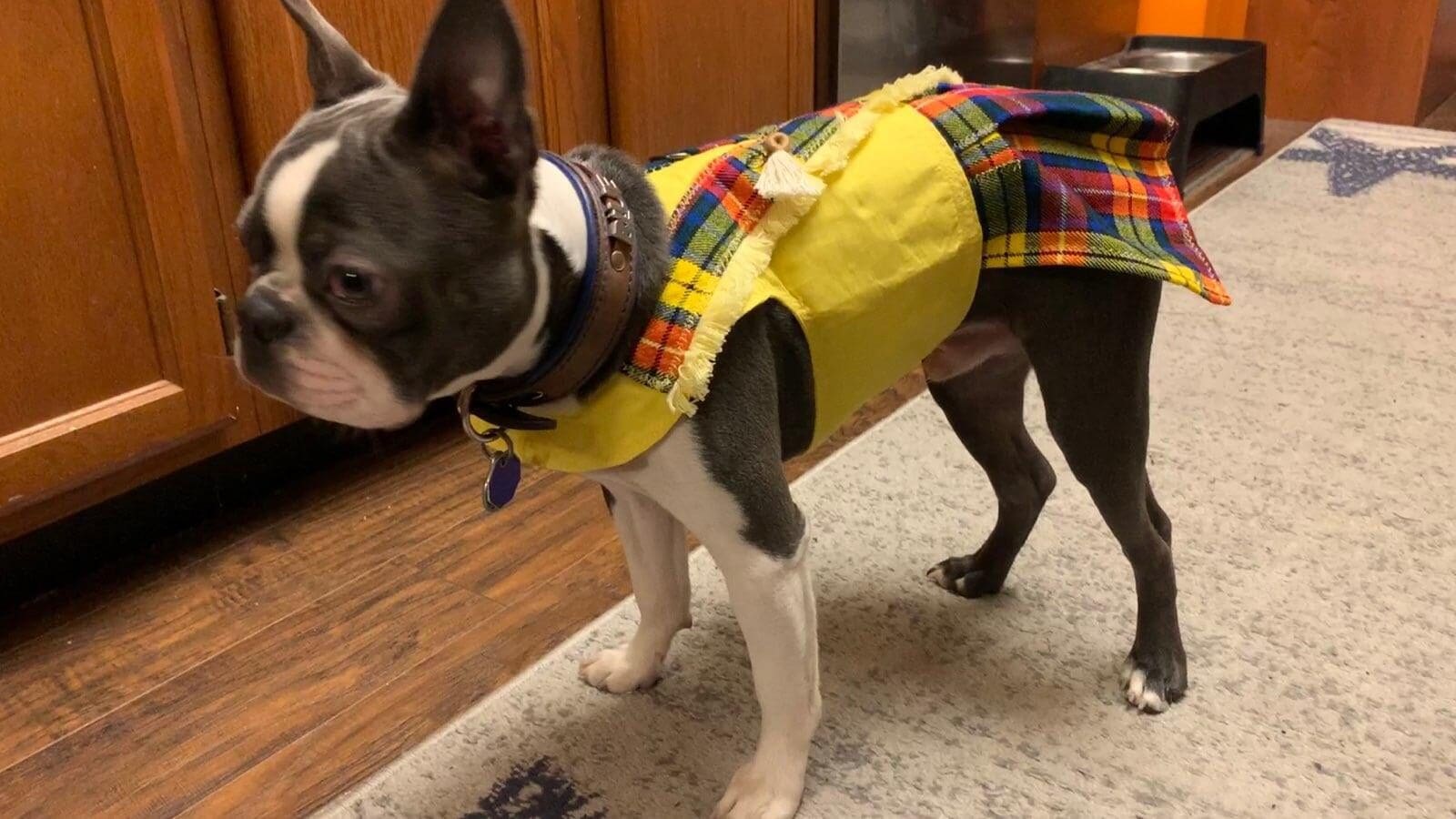 A dog wearing a yellow vest and plaid shirt.