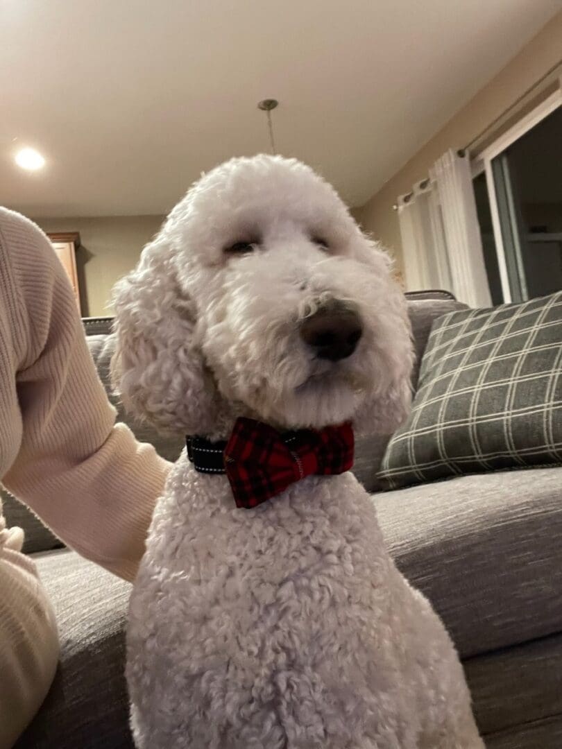 A white dog with a bow tie sitting on the couch