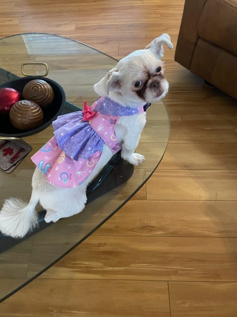 A small dog wearing a dress sitting on top of a glass table.