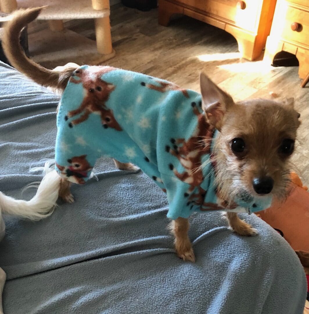 A small dog wearing pajamas on the bed