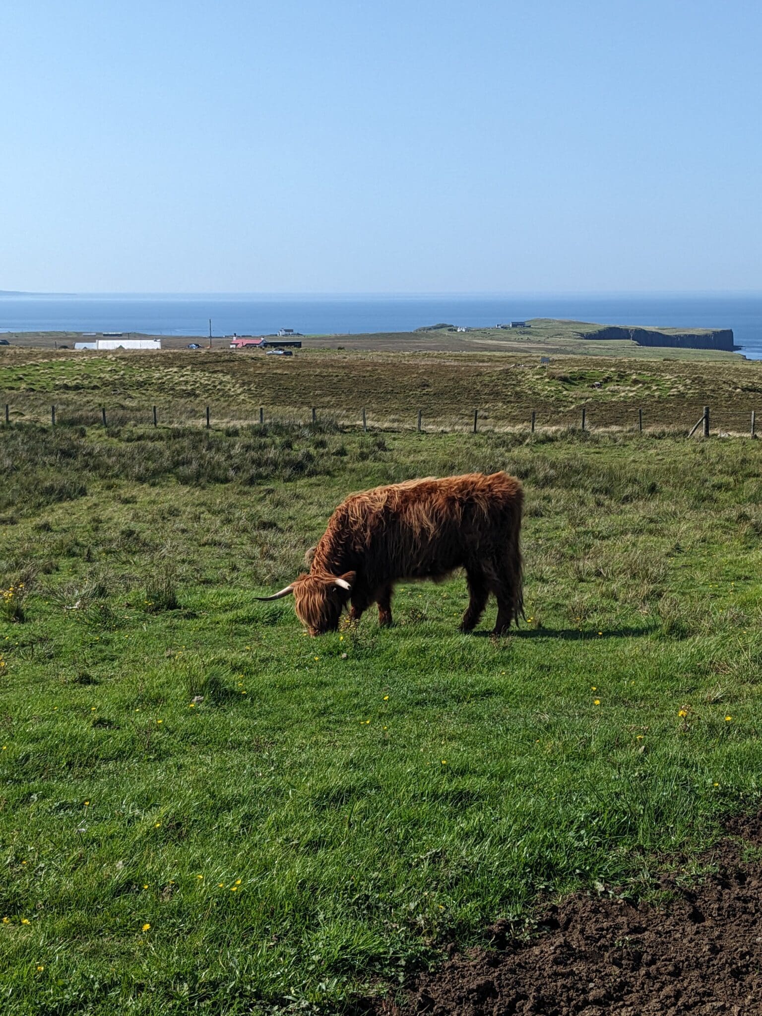 A cow grazing in the grass near the ocean.