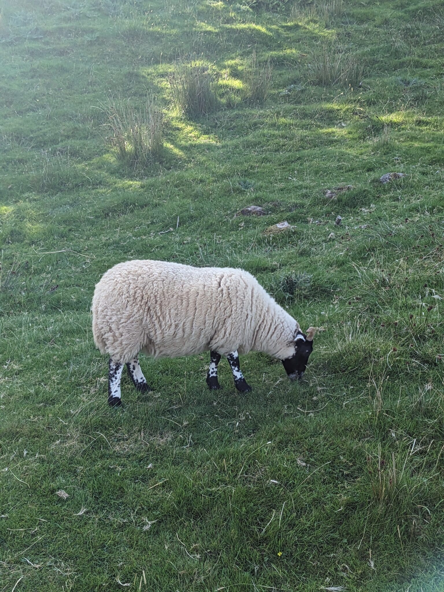 A sheep grazing in the grass on a sunny day.