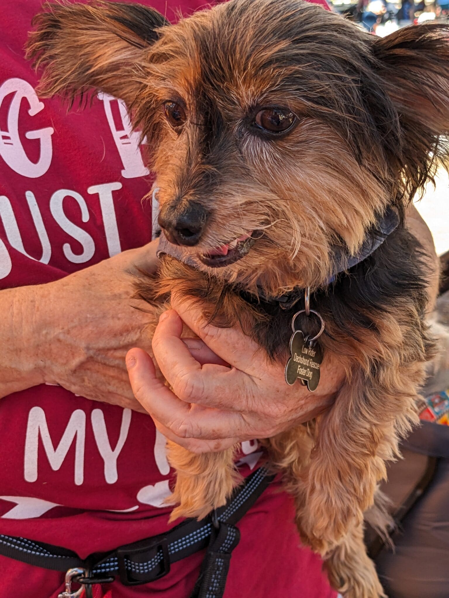 A small dog is held in someones arms.