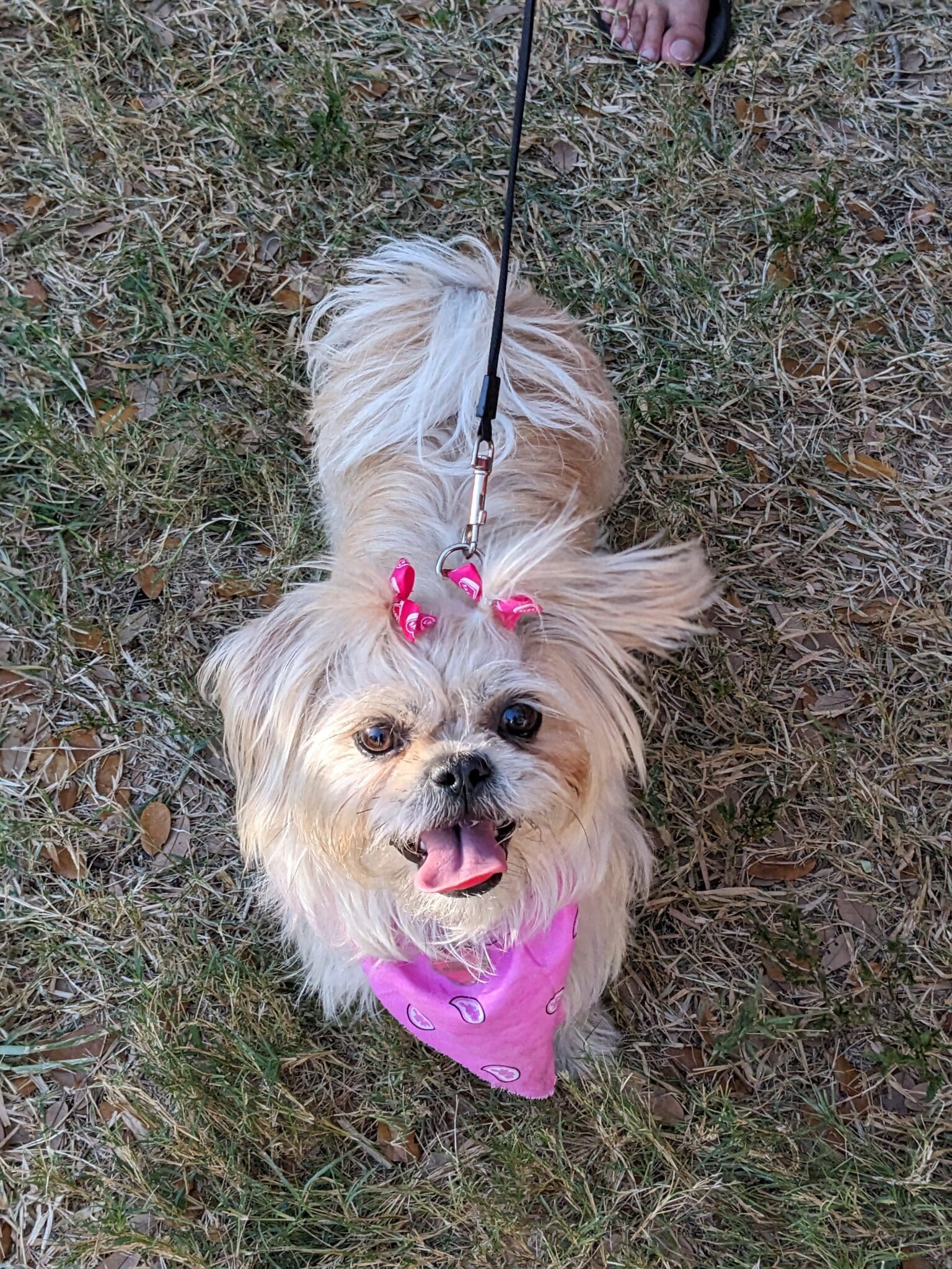 A small dog with pink bandanna on its head.