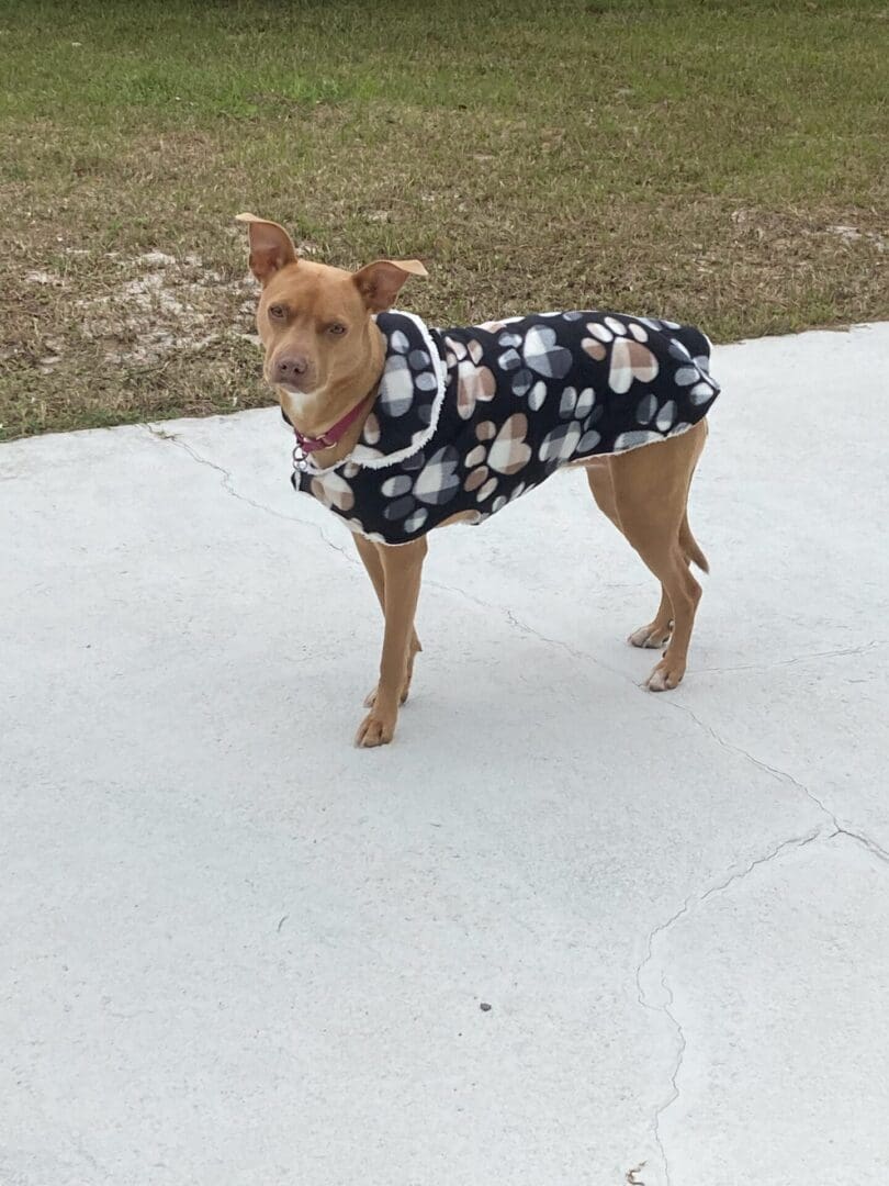 A dog wearing a jacket on the sidewalk.