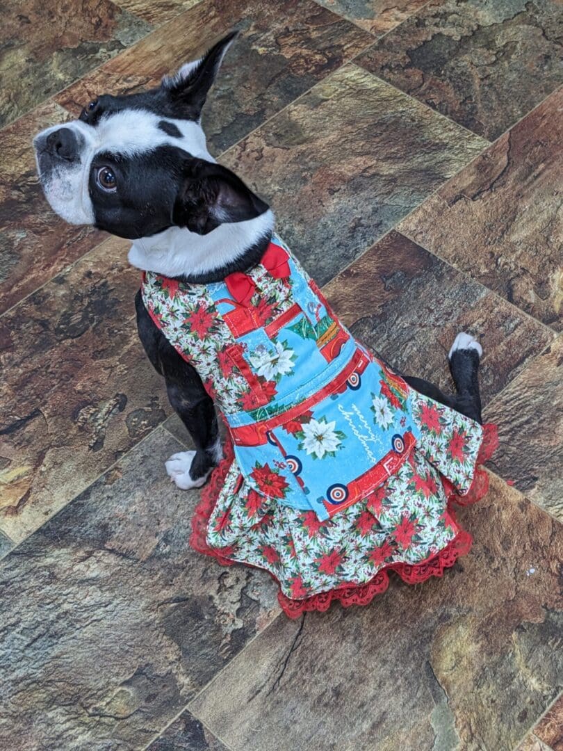 A dog wearing a dress sitting on the floor.