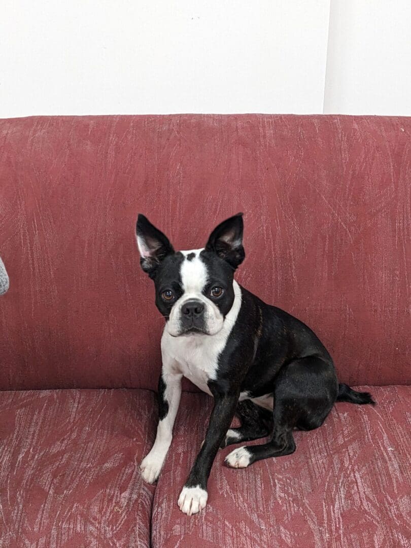 A black and white dog sitting on top of a couch.