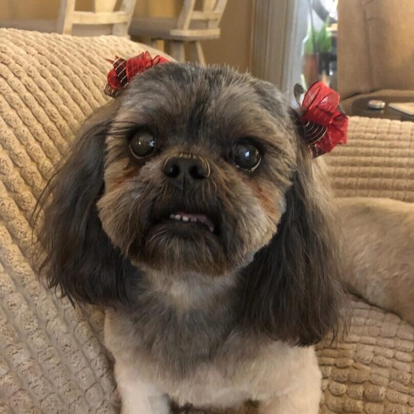 A dog with two red hair pins on its head.