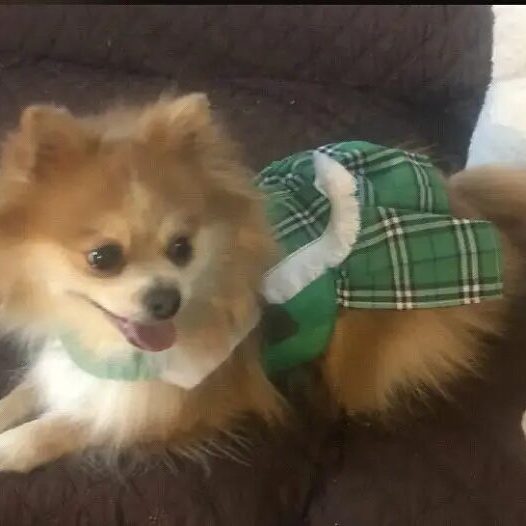 A dog wearing a green plaid diaper.