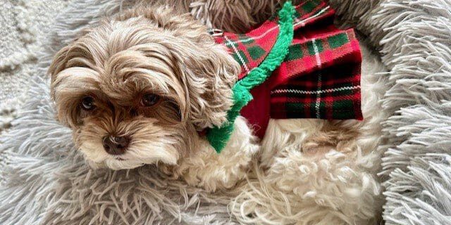 A dog wearing a dress on the floor