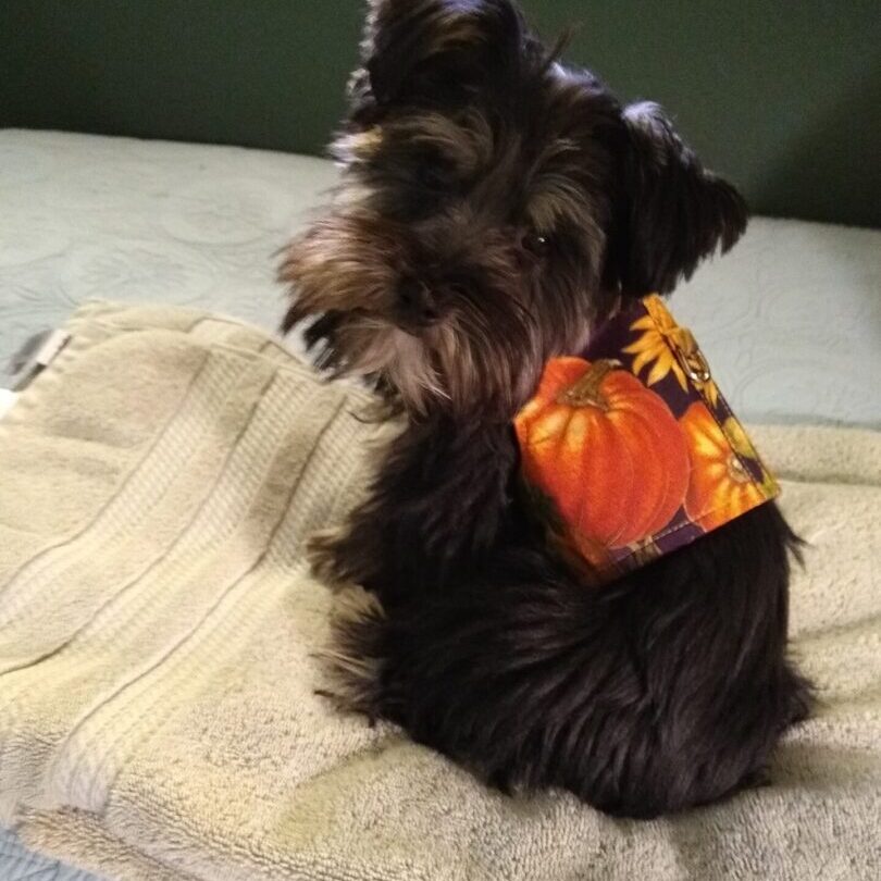 A small dog wearing an orange vest sitting on top of a blanket.