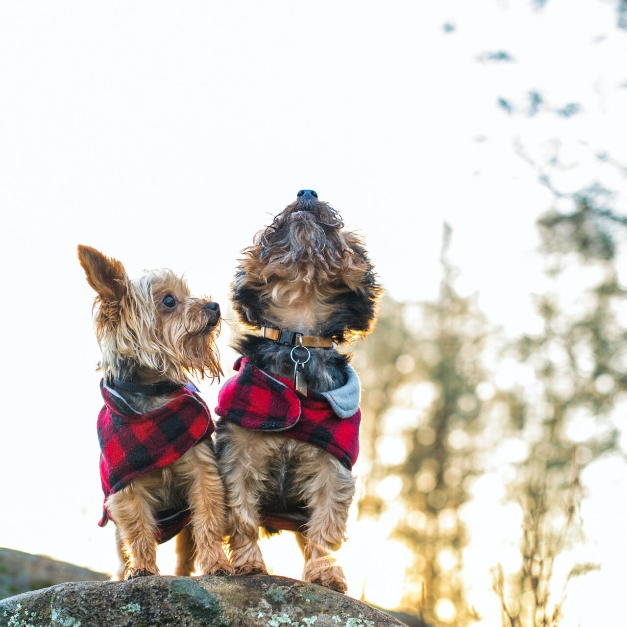 Two dogs wearing red and blue jackets on a rock.